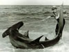 First episode of the 2009 Blacktip Challenge web series