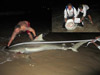JD Hammer caught this huge tiger shark and won third place for largest shark during the 2013 Blacktip Challenge shark fishing tournament in Florida