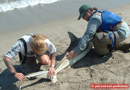 How to measure the overall length of a shark